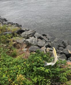 Daiwa Daiwa Salt Pro Multi One Size 19 81jqXUXyDNL