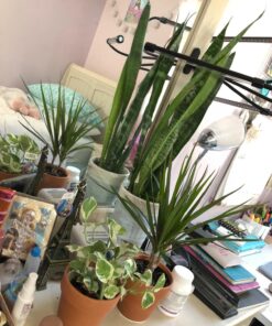 Miracle-Gro Water Soluble All Purpose Plant Food 5 lb. 1 Pack 57 81jrPagGElL