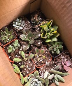 Shop Succulents | Unique Collection of Live Succulent Plants, Hand Selected Variety Pack of Mini Succulents | Collection of 12 6-Pack 60 81ju3llE8rL