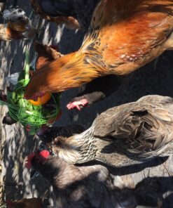 Ware Manufacturing Chick-N-Veggie Treat Ball 26 81jwjdhGtuL