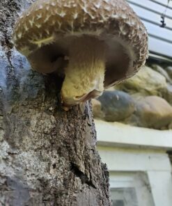 100 Shiitake 100 Mushroom Plug Spawn Edible Mycelium Plugs 35 81jxA9UOdgL