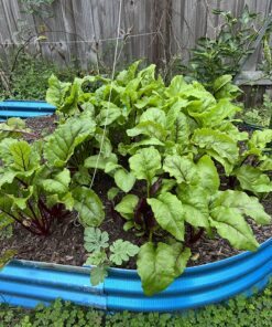 Seed Needs, 1,500+ Rainbow Beet Seed Mixture - 8 Variety Heirloom Mix (Beta vulgaris) Bulk Non-GMO 36 81k3EJsfShL