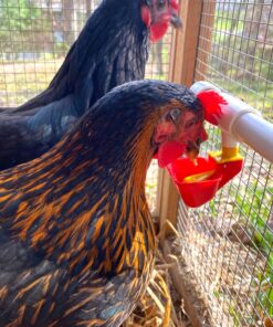 4 Pack NO PECK Poultry Waterer Drinking Cup with 1/2" PVC Tee Poultry Watering System for Chicken Ducks Quail 15 81k7pe7lwS