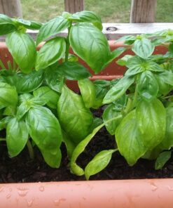 Gardman R687 4-Tier Mini Greenhouse, 27" Long x 18" Wide x 63" High,Black 55 81kAkN84tiL