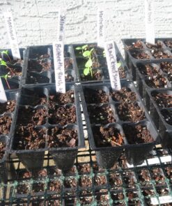 9GreenBox - Seedling Starter Trays, 144 Cells: (24 Trays; 6-Cells Per Tray), Plus 5 Plant Labels 23 81kB1fRC4EL