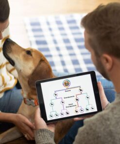 Embark Breed Identification Kit | Most Accurate Dog DNA Test | Test 350+ Dog Breeds | Breed ID Kit with Ancestry & Family Tree 37 81kE9voo96L