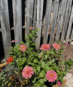 Outsidepride Zinnia Elegans Lilliput Heat & Drought Tolerant Garden Cut Flower Mix - 1000 Seeds Lilliput Mix 66 81kGRsMfw L