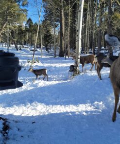 Moultrie Feed Station, Choose Model Feed Station II 37 81kHS1elQTL