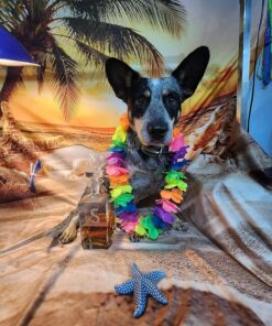 Advantus (Imidacloprid) Chewable Flea Treatment for Large Dogs, 7 Count, 23-110 Pound 30 81kHWyeHPmL