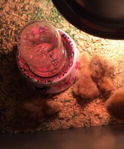 HBlife Digital Egg Incubator for Hatching 9-12 Chicken, Quail and Duck Eggs, with Fully Automatic Egg Turning and Temperature Display, Hatcher for Turkeys, Birds, Parrots and Poultry 52 81kJ0Qk2hUL