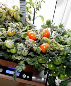 AeroGarden Salsa Garden Seed Pod Kit, 7 34 81kJH IlAkL