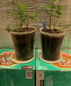 FoxFarm FX14047 2-Cubic Feet FoxFarm Happy Frog Potting Soil 2 cubic feet 20 81kKsduyIUL