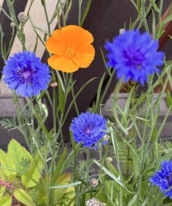 Hummingbird Nectar Wildflower Seeds Bulk Open-Pollinated Wildflower Seed Mix Packet, Non-GMO, No Fillers, Annual, Perennial Wildflower Seeds Year Round Planting - 1 oz 85 81kLbPwkC7L