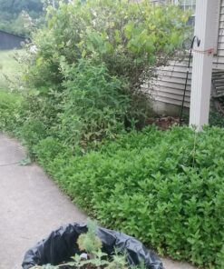 Kasoyo Japanese Steel Grass Sickle w/Wooden Handle Kama 180mm No.130 13 81kMAnCykxL