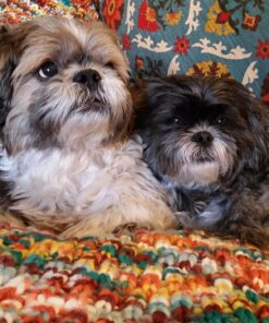 Advanced Hip & Joint Formula - 90 Mobility & Pain Relief Dog Chews - Glucosamine, Chondroitin, MSM, & Turmeric for Superior Joint Health Chewable 28 81kN2hxnnZL