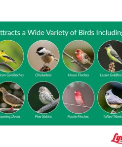 LEBANON SEABOARD SEED CORP 26-47273 Nyjer Seed, 3 lb. 11 81kNLudEzVL