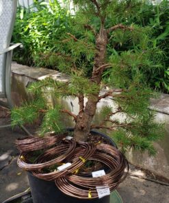 Anodized Aluminum Bonsai Training Wire 5-Size Starter Set with Canvas Bag - 1.0mm, 1.5mm, 2.0mm, 2.5mm, 3.0mm (147 feet total) - Choose Your Color (5 Sizes, Brown) 5 Sizes 27 81kNupGmmUL