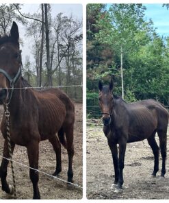 Alternative view of Bonide Products Fly, Lice & Tick Control Dust-On, 4 lb