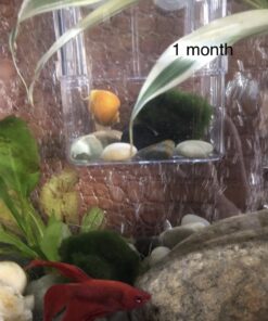 Golden Mystery Snail - 1/2"-2" - Algae Eater for Aquariums 36 81kTuKUYA L