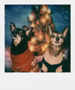 Polaroid Originals Color Film for 600 (4670) 36 81kV8wcC2nL