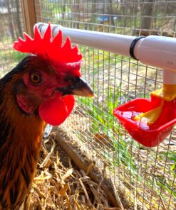 4 Pack NO PECK Poultry Waterer Drinking Cup with 1/2" PVC Tee Poultry Watering System for Chicken Ducks Quail 14 81kVzXO9jlS