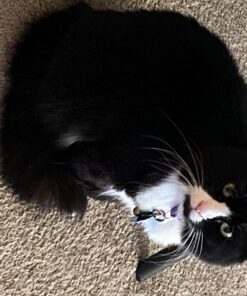 Royal Canin Feline Care Nutrition Hairball Care Dry Cat Food, 3 lb bag 3 Pound (Pack of 1) 36 81kWn9FCoUL 1