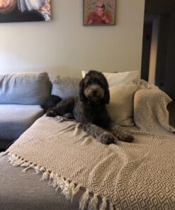 DII Rustic Farmhouse Double Diamond Woven Throw, 50x60, Stone 34 81kZaKSKSHL