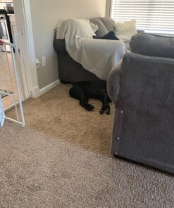 Furniture Defender Cat Scratch Deterrent - 2 no-Adhesive Guards per Package - How to Love Your cat by Protecting Your upholstered Furniture - Cat Scratch Furniture Protector - Made in The USA 33 81kZeQ2APWL