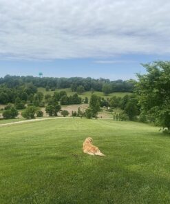 Cutter Backyard Bug Control Spray Concentrate, Mosquito Repellent, Kills Mosquitoes, Fleas & Listed Ants, 32 fl Ounce 1 Pack 42 81kaqEWq6wL