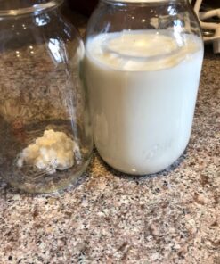 Fusion Teas 1 TBSP Organic Milk Kefir Grains and ebook “Milk Kefir Unleashed by Thomas Egbert” - Fresh Live Active Probiotic Starter Cultures 40 81kawKK4C4L