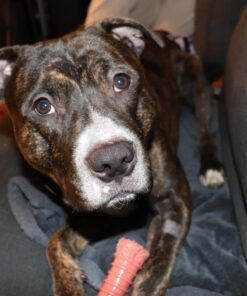 Nylabone Power Chew Dog Toy - Dog Toys for Aggressive Chewers - Indestructible Dog Toys for Aggressive Chewers Large Breed - For Extra Large Dogs - Bacon Flavor X-Large/Souper (1 Count) X-Large/Souper - 50+ lbs. 38 81kb476J0uL