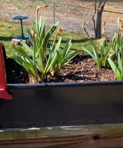 Thai Sticky Rice (Sweet Rice) 5 Lbs 1 17 81kdlbeI4TL