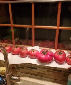 Burpee SteakHouse Hybrid Non-GMO Large Beefsteak Garden Produces Giant 3 LB Fresh Tomatoes | Vegetable Planting, 25 Seeds 46 81kgX9wcKhL