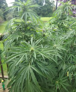 Advanced Nutrients GL525050-12 Big Bud Liquid Fertilizer, 250 mL.250 Liter, Brown/A .250 Liter 28 81kgaDkdpAL