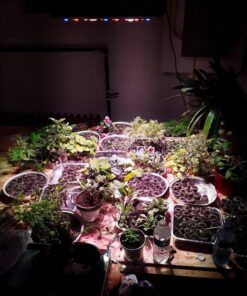 AGLEX 420W COB LED Grow Light, Full Spectrum Plant Grow Lamp with Daisy Chain Veg and Bloom Switch for Hydroponic Greenhouse Indoor Plant Veg and Flower (C2000) C2000 48 81kgvHjJ45L