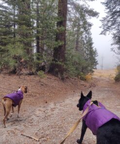 Kurgo Loft Dog Jacket, Reversible Dog Coat, Wear with Harness or Sweater, Water Resistant, Reflective, Winter Coat For Medium Dogs (Deep Violet, M) Deep Violet/Charcoal 52 81kiQMZ 4BL