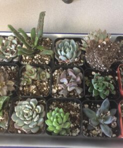 Succulent Assorted Pack- Perfect for Weddings, Party Favors, Home Gardens, and Social Events by Jiimz (15 Pack) 64 81kicCmLPqL