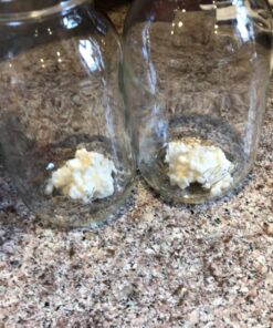 Fusion Teas 1 TBSP Organic Milk Kefir Grains and ebook “Milk Kefir Unleashed by Thomas Egbert” - Fresh Live Active Probiotic Starter Cultures 41 81kit3GwEL