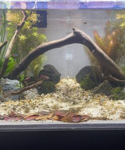 SunGrow 50 pcs Catappa Indian Almond Leaves for Betta Fish Tank Aquarium, 2” Water Conditioner Leaves, Leaf Also Suitable for Shrimp, Goldfish, Guppy and Frogs 50 Leaves 53 81koIfdG2L