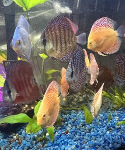 API AQUARIUM SALT Freshwater Aquarium Salt 67-Ounce Box (Packaging May Vary) 67 oz Aquarium Treatment 35 81kwMDO2fRL