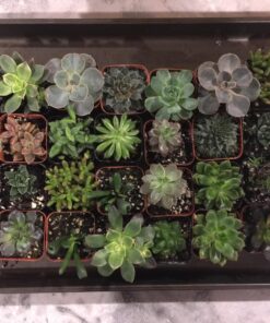 Jiimz 30 Assorted 2" Succulent Plants 27 81kxckjNjTL