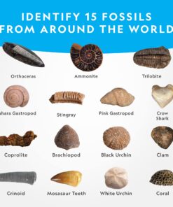 NATIONAL GEOGRAPHIC Mega Fossil Dig Kit - Excavate 15 Genuine Prehistoric Fossils, Kids Educational Toys, Great Science Kit Gift for Girls and Boys (Amazon Exclusive) 26 81l m3FbLvL