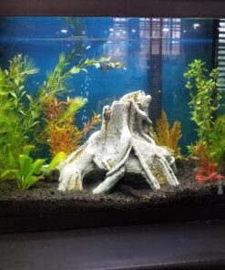 6 Plant Species Live Aquatic Plants Package - Microsorum Java Fern, Amazon, Moneywort and More! 49 81l1Xm9IHcL