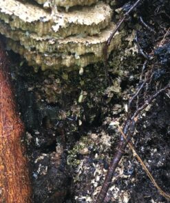 Alternative view of Onslaught Micro-encapsulated Insecticide Concentrate MGK1002 16_ounce