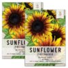 Seed Needs, Firecracker Sunflower (Helianthus annuus) Twin Pack of 85 Seeds Each 40 81l3rNVbYBL