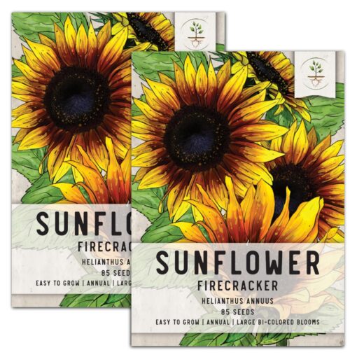 Seed Needs, Firecracker Sunflower (Helianthus annuus) Twin Pack of 85 Seeds Each