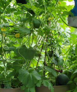 22,000 Non GMO Heirloom Vegetable Seeds, Survival Garden, Emergency Seed Vault, 34 VAR, Bug Out Bag - Beet, Broccoli, Carrot, Corn, Basil, Pumpkin, Radish, Tomato, More 35 81l8phz5xKL