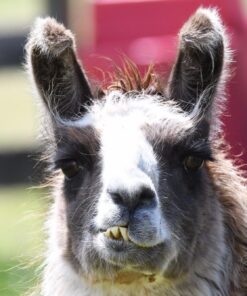 Nikon D500 DX-Format Digital SLR with 16-80mm ED VR Lens Black 88 81l9N5QT ZL