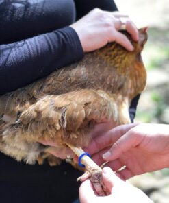 Happy Hen Treats Spiral Leg Bands for Pets, Size 11 12 81l9lmBh2sL