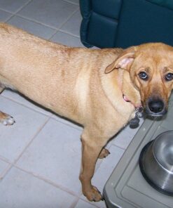 K9 Advantix II XL Dog Vet-Recommended Flea, Tick & Mosquito Treatment & Prevention | Dogs Over 55 lbs. | 4-Mo Supply 4 Pack XL Dog only 33 81lANPNOTmL